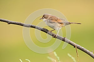 Common whitethroat on a branch
