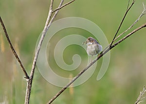 Common whitethroat or greater whitethroat (Curruca communis) perched with a caterpillar in it\'s beak