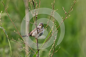 Common whitethroat or greater whitethroat (Curruca communis) perched with a caterpillar in it\'s beak