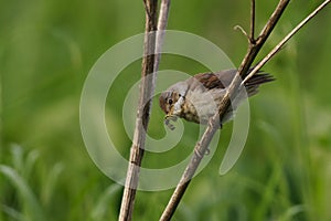 Common whitethroat or greater whitethroat (Curruca communis) perched with a caterpillar in it\'s peak