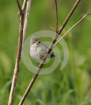 Common whitethroat or greater whitethroat (Curruca communis) perched with a caterpillar in it\'s peak