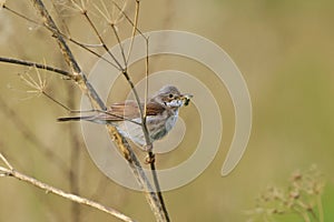 Common whitethroat or greater whitethroat (Curruca communis) perched with a caterpillar in it\'s peak