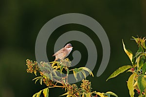 Common whitethroat or greater whitethroat (Curruca communis) sitting on top of a bush