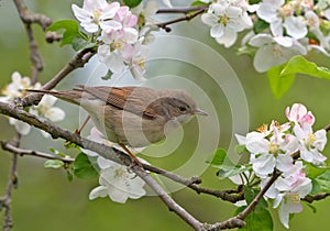 Common whitethroat perched on blossoming branch of apple tree in spring