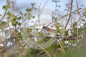 A Common Whitethroat sitting in a bush