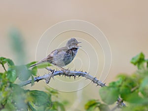 A Common Whitethroat sitting on a bush