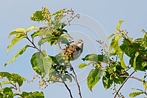 Common whitethroat sylvia communis