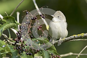 Common Whitethroat / Sylvia communis