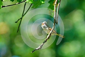 Common Whitethroat (Sylvia communis) on the end of a twig, singing