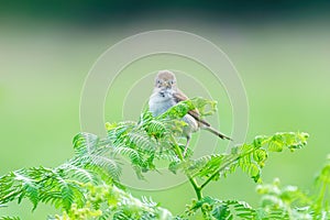 Common Whitethroat (Sylvia communis) female looking directly into camera, taken in London, England