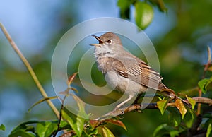 Common Whitethroat, Sylvia communis. In the morning the male bird sitting on a branch of a bush and singing
