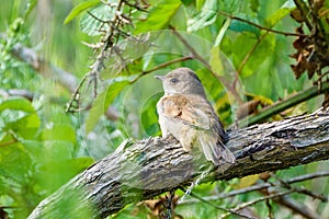 Common Whitethroat (Sylvia communis) perched on a branch, taken in London, England