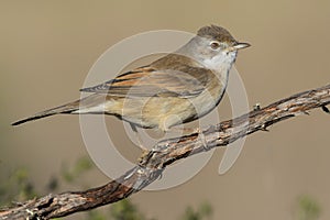 The common whitethroat Sylvia communis perched on a twig