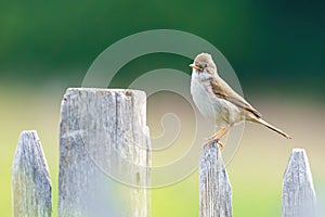 Common Whitethroat (Sylvia communis) sitting proudlyon a fence post, taken in London