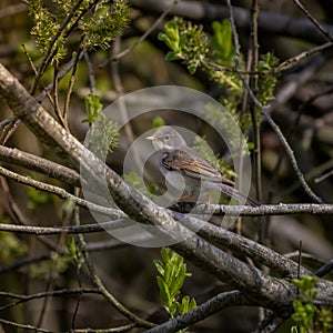 Common Whitethroat, Sylvia communis