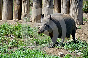 Common wild boar pig. Wild boar Sus scrofa,