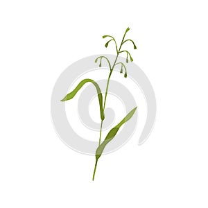 Common wild oat grass. Botanical drawing of green field plant on stem with leaf. Botany flat vector illustration of