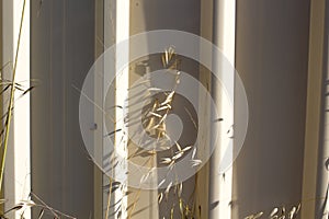 Common Wild Oats against a Cream Metal Fence.