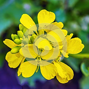 Common wild radish - Raphanus raphanistrum is highly competitive in crops, resulting in reduced yields