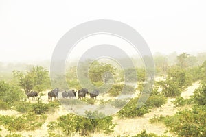 Common Wildebeest - Connochaetes taurinus