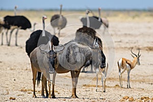 Common Wildebeest - Connochaetes taurinus