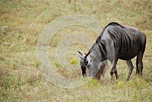 Common wildebeest (connochaetes taurinus)