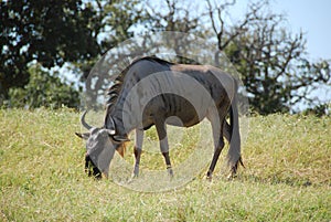 Common wildebeest (connochaetes taurinus)