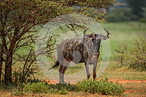 Common Wildebeest - Connochaetes taurinus