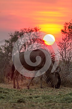 A common wildebeest grazing under a setting sun. South Africa photo