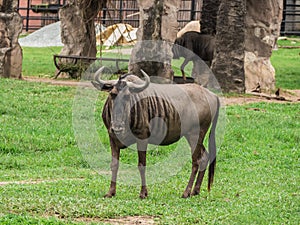 Common Wildebeest or gnu on lawn