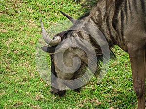 Common Wildebeest or gnu on lawn