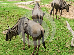 Common Wildebeest or gnu on lawn