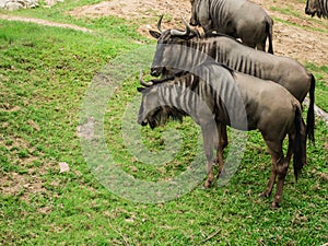 Common Wildebeest or gnu on lawn