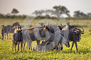 Common Wildebeest herd foraging on grass of Mooiplas