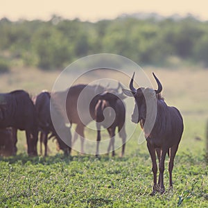 Common Wildebeest herd foraging on grass square