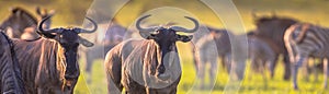 Common Wildebeest herd grazing panorama