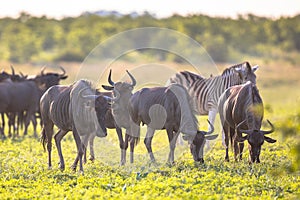 Common Wildebeest herd with zebra