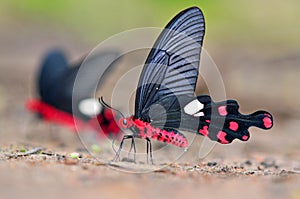 Common Windmill Butterfly