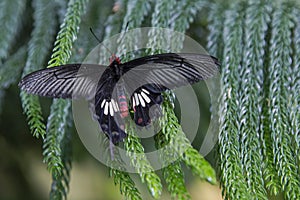 Common Windmill Butterfly