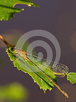 Common Winter Damselfly