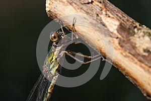 Common winter damselfly - Sympecma fusca photo