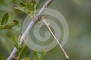 Common winter damselfly, Sympecma fusca, male