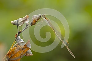 Common winter damselfly, Sympecma fusca, male