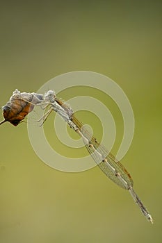 Common winter damselfly, Sympecma fusca, male