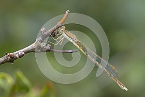 Common winter damselfly, Sympecma fusca, male