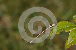 A common winter dragonfly, a Sympecma fusca, sits on a leaf.