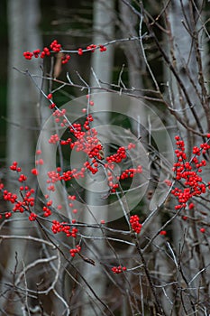 Common Winterberry ilex verticillata in a Wisconsin forest, in November