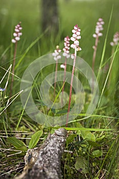 Common-Wintergreen or Pyrola-minor in the Scottish Highlands.