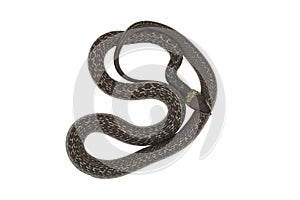 Common Wolf Snake isolated on white background.