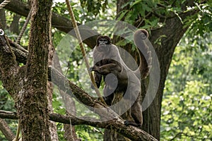 Common wolly monkey, lagothrix lagotricha